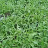 فروش شیطیل گوجه‌فرنگی  در شهر، قره ضیاءالدین