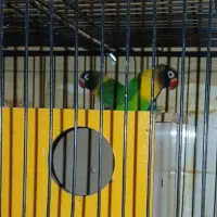 جفت طوطی برزیلی یقه زرد