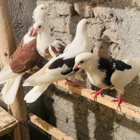 کبوتر فروشی ساعت بالا