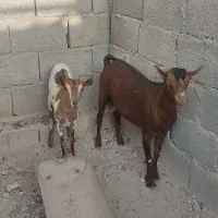 کهره صلاله