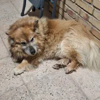 سگ نژاد پمبروک ولش کورگی