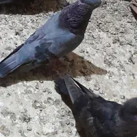 سیاه آبادانی