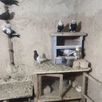 کبوتر|پرنده|شیراز, دودمان|دیوار