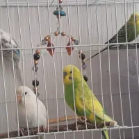 ۶عددمرغ عشق با تمام لوزم
