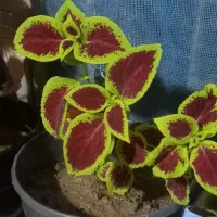 گل حسن یوسف مناسب مغازه و خانه