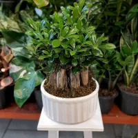 بنسای/پیتستروم گل آپارتمانی گیاه آپارتمانی