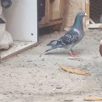 کفتر قلدر