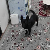 واگزاری سگ پاکوتاه ژرمن وارداتی