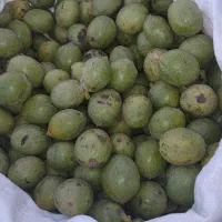 گردو باپوست