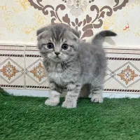 گربه های زیبا