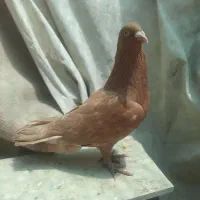 یه جفت کفتر زرد پلاکی
