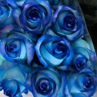 گل رز هلندی درجه1 شاخه ای 33