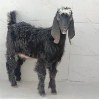 بیگ نر