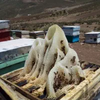 عسل گون