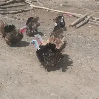 بوقلمون نر و ماده یک ساله