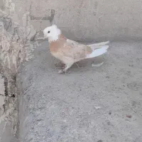 کفتر