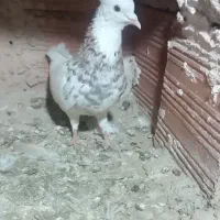 کبوتر طوقی و سینه