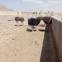 استخدام کارگر مزرعه پرورش شترمرغ. ایرانی یا اتباع
