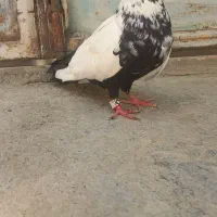 کبوتر دم سیاه