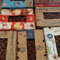 خرید خرمای ضایعاتی و بریدن نخل خرما به قیمت روز