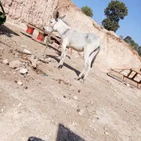 الاغ|حیوانات مزرعه|لردگان, |دیوار
