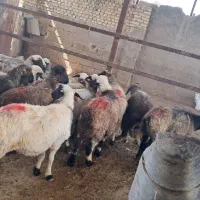 میش|حیوانات مزرعه|شیراز, شهرک دارایی|دیوار