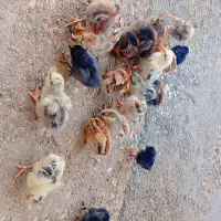 جوجه مرغ عربی