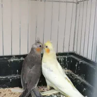 عروس هلندی + جوجه