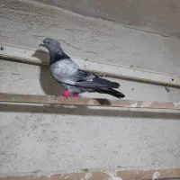 کفتر