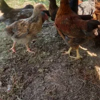 جوجه خروس محلی