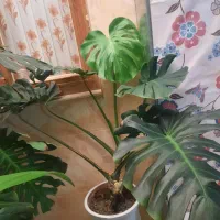 گل برگ انجیری