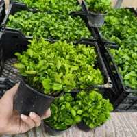 سبزه نارنج کیفیت بالا