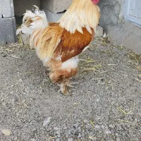 مرغ و خروس برهما