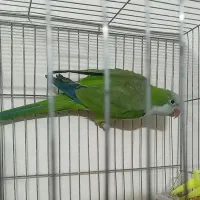 پرنده راهب حلقه با نر با تست