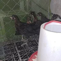 جوجه مرغ
