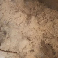 حلاجی پنبه پشم الیاف پرزفرش تولیدی جویبارکازرون