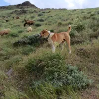 سگ گله ای|سگ|موچش, |دیوار