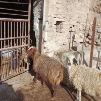 بز بومی|حیوانات مزرعه|قم, صفائیه|دیوار