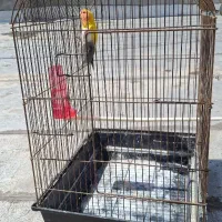 جفت برزیلی