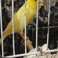 قناری نر دوساله مست مست دوتا