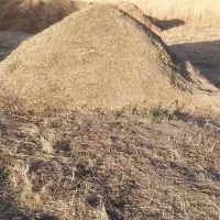 گیاه شور