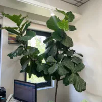 فیکوس لیراتا