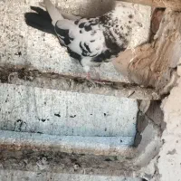 کبوتر