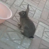 خرگوش