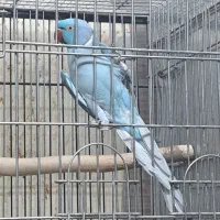 ملنگو نر آبی ،بالغ مست ،مست