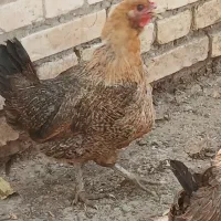 مرغ|حیوانات مزرعه|اهواز, زیتون کارگری|دیوار