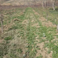 به چند نفر  کارگر  جهت جمع آوری گیاهان دارویی