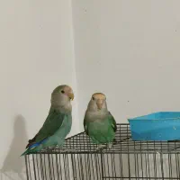 طوطی کوتوله