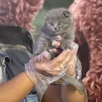 بچه گربه اسکاتیش بلو