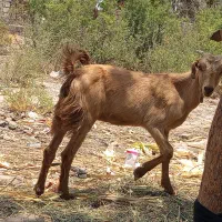 کهر دوقلو زا